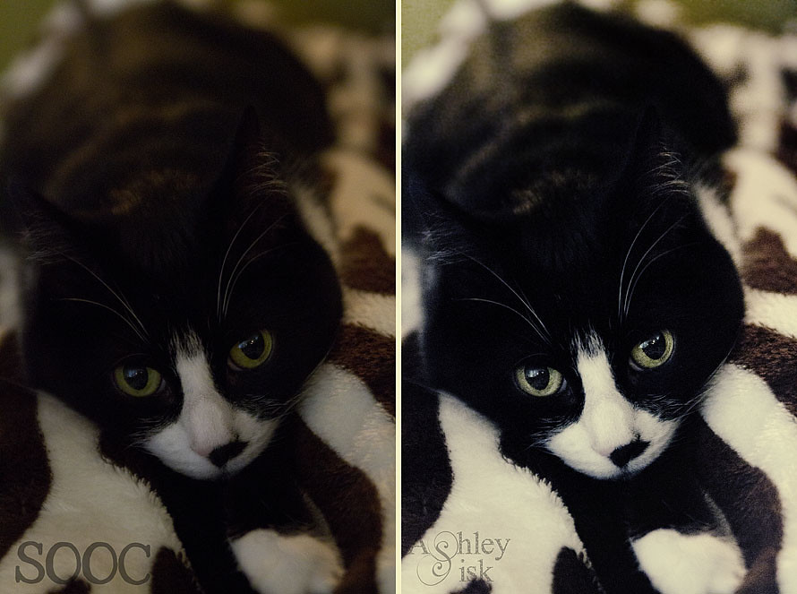 Kitty Paw in my Lap Before and After