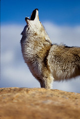 coyote 1.jpg