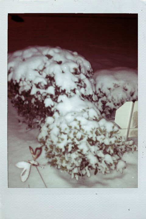 Snow Bushes