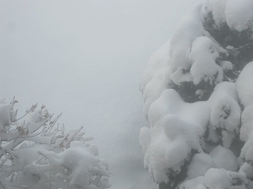Bushes - LI Snow: 1/12/11