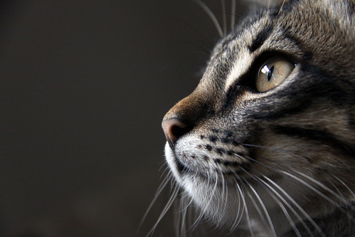 フリー写真素材|動物|哺乳類|ネコ科|猫・ネコ|