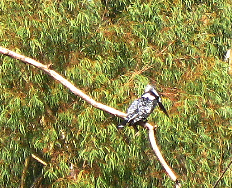 18-12-2010-pied-kingfisher