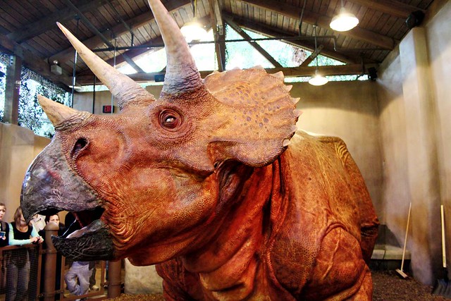 triceratops paddock