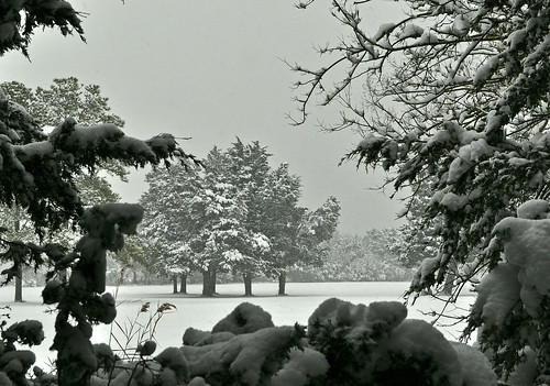 Snow on Cedars (4)