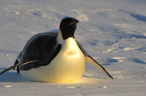 Emperor penguin on Atka bay's fast ice-Weddell sea-Antarctica