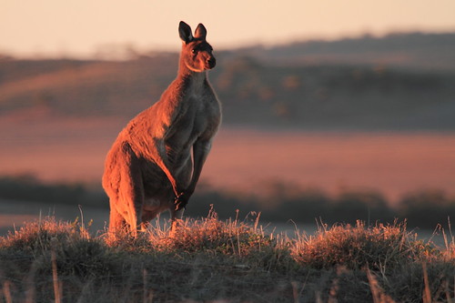 kangaroo australia