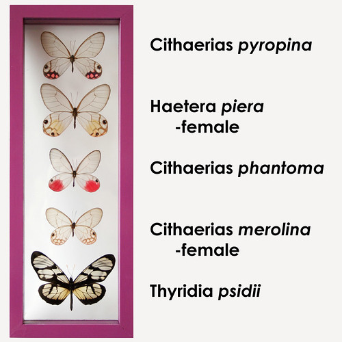 Glasswing Butterfly Art Set with 5 Framed Butterflies in Purple