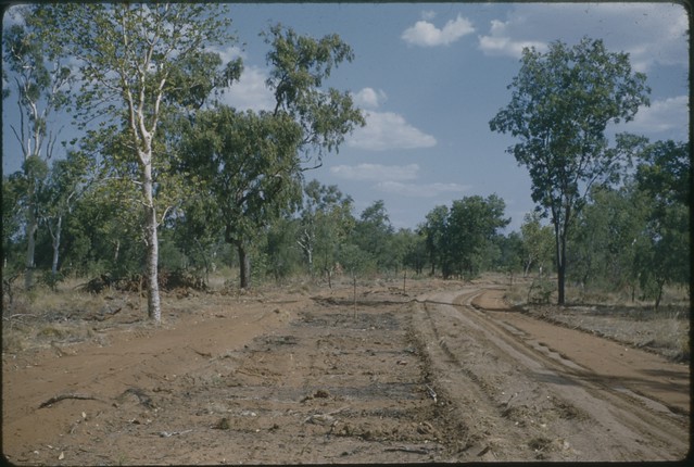 Marking out Coolibah Drive November 1959 - Cyril Ion Collection KHS Digital Archive Number KHS 2010-2-048-au-PD
