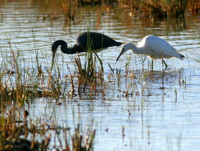 Tricolored and Little Blue Herons 2-20110108