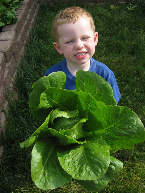 Alex "Growed" This Lettuce!