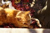 紅葉を布団にして寝る猫（２）