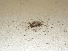 Alien Attack Ants