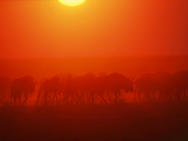 Антилопы гну, Замбия