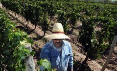 Fuerte freno de la caída de viñedos de hasta 5 hectáreas