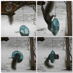 Day 365/2010: Squirrel Follies