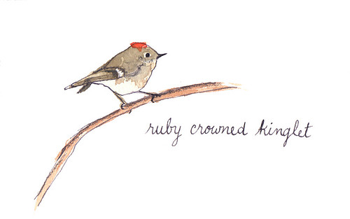ruby crowned kinglet