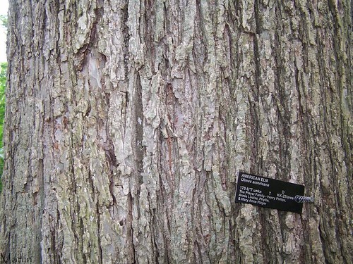 pictures of elm tree bark. elm tree bark