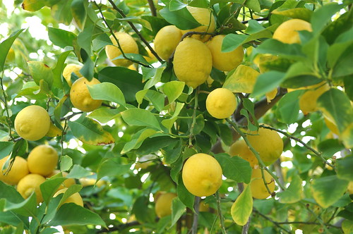 more lemons