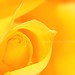Yellow Rose, the symbol for Joy n Friendship.