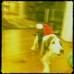 Humiliating the dog has started early this year