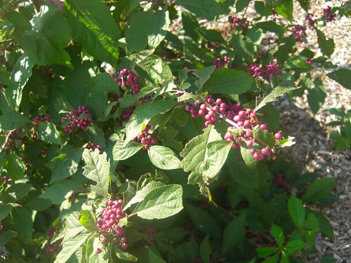 Beautyberry Plant with its purple berries
