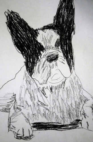 Boston Terrier Artwork by Kleckerlabor