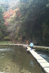 粟又の滝 自然遊歩道の紅葉