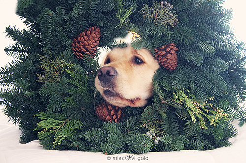 {339/365 2010} December Five ~  Merry Christmas Wreath