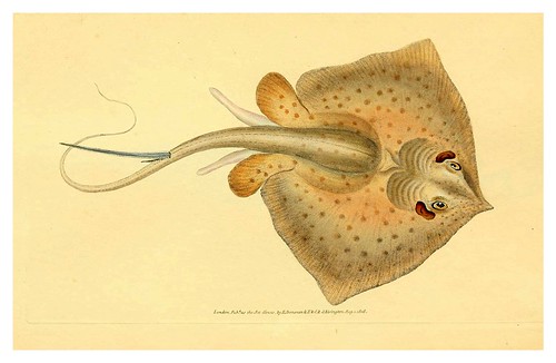 017-The natural history of British fishes 1802-Edward Donovan