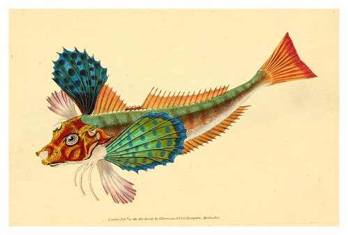 001-The natural history of British fishes 1802-Edward Donovan