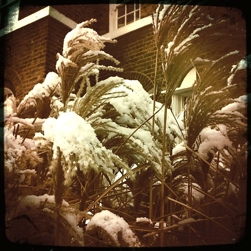snowy tall grass