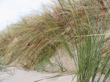 Grass meets sandy beach