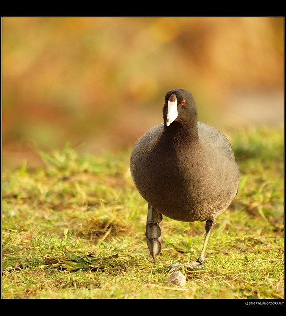 Coot (Family Rallidae) showing me its lobed feet