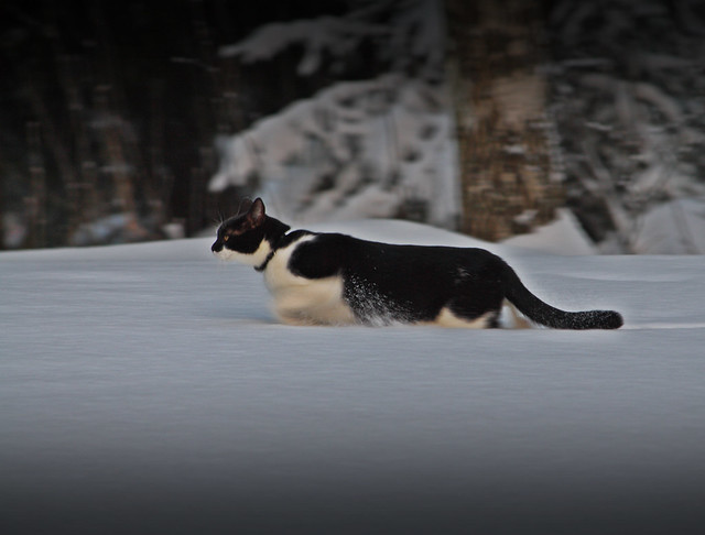 cat, snow, walking, katt