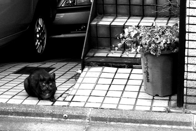 Today's Cat@2010-01-06