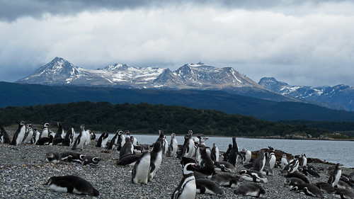 Penguin Island in the Beagle Channel - Tierra del Fuego, Argentina