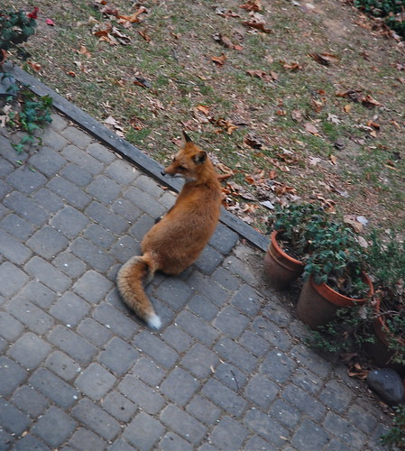 Juvenile Red Fox at Daylight | December 2010