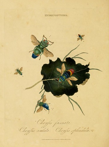 016-Crysis Fasciata- An epitome of the natural history of the insects of India…1800- Edward Donovan