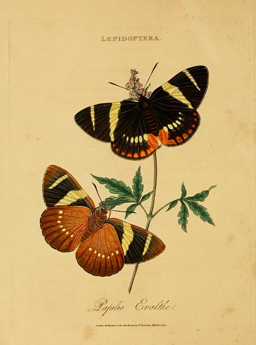 019-Papilio Evalthe- An epitome of the natural history of the insects of India…1800- Edward Donovan