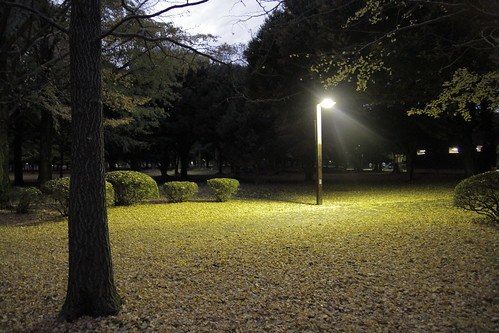 Yoyogi Park illuminated by lone light