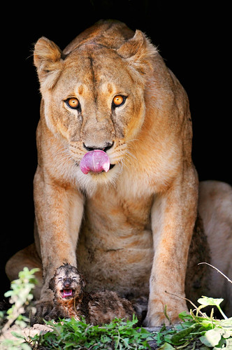 フリー写真素材|動物|哺乳類|ネコ科|ライオン|家族・親子（動物）|