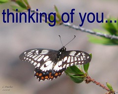 eCard: Love & Friendship - thinking of you...butterfly