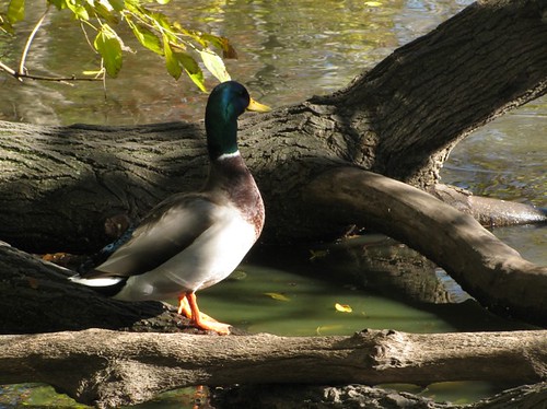 Duck in Central Park New York