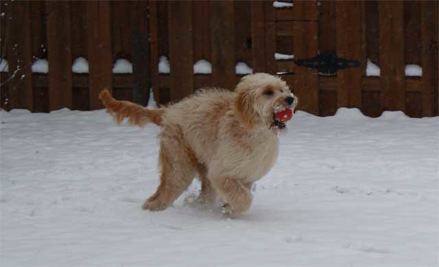 Murphy Playing Fetch In The Snow