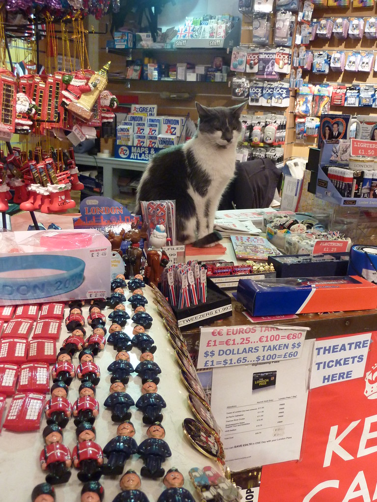 cat in charge of a Gift Shop