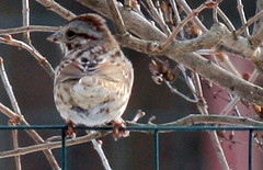 winter song sparrow