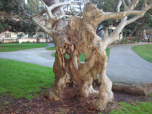 Berkeley Faculty Park tree