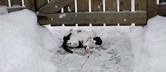 chat dans le froid d'hiver