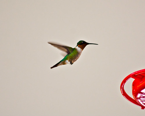 Lr Hummingbird--2308