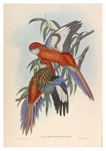 032-Periquitos Fiery-The Birds of Australia  1848-John Gould- National Library of Australia Digital Collections